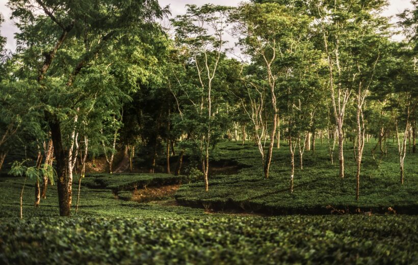 Assam Tea Gardens 7N8D